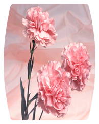 DAREC-022 Pink Carnation